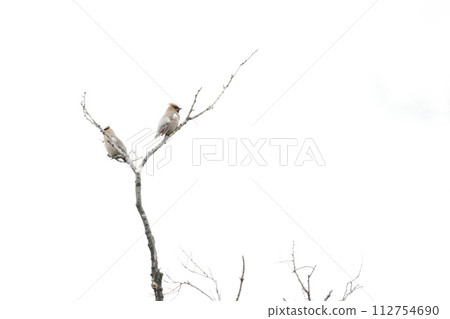 Two waxwings perched on a tree 112754690