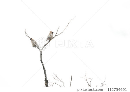 Two waxwings perched on a tree 112754691