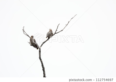 兩隻太平鳥棲息在樹上 112754697