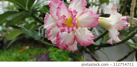 White pink Adenium 112754721