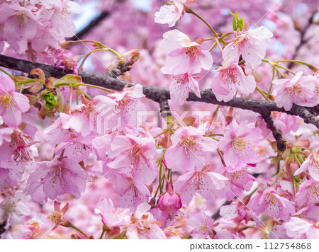 Kawazu cherry blossoms in full bloom and blue sky Kawazu cherry blossoms in full bloom and blue sky 112754868