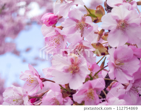 河津櫻花映襯在藍天下 河津櫻花映襯在藍天下 112754869