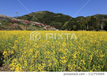 長野縣阿智村的花桃之里和油菜花田 長野縣阿智村的花桃之里和油菜花田 112754984