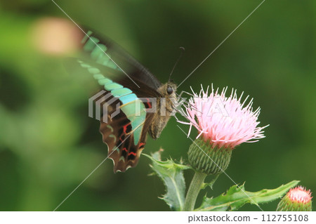 A blue swallowtail butterfly that came to suck the nectar of a thistle 112755108