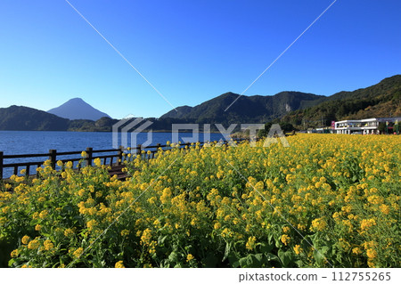 Rape flower fields and Mt. Kaimondake, known as Satsuma Fuji 112755265