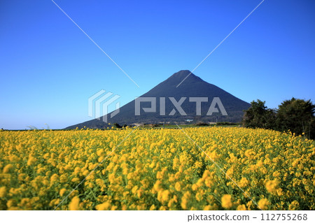 Rape flower fields and Mt. Kaimondake, known as Satsuma Fuji Rape flower fields and Mt. Kaimondake, known as Satsuma Fuji 112755268