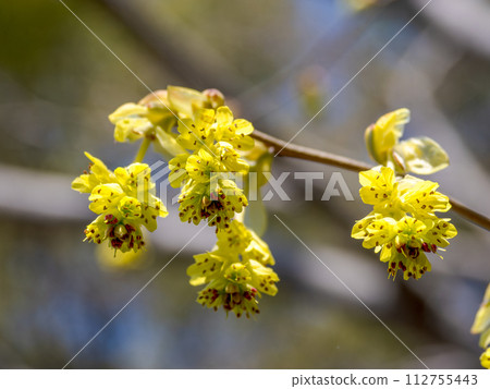 Crested dogwood flowers herald the arrival of spring 112755443