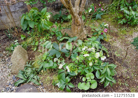 Christmas rose in the winter garden Christmas rose in the winter garden 112755528