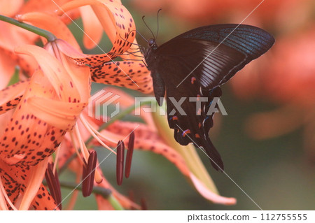 Swallowtail butterfly that comes to suck nectar from tiger lily flowers 112755555