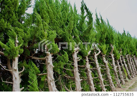 Kaizukaibuki with heavy pruning on the road side Kaizukaibuki with heavy pruning on the road side 112755635