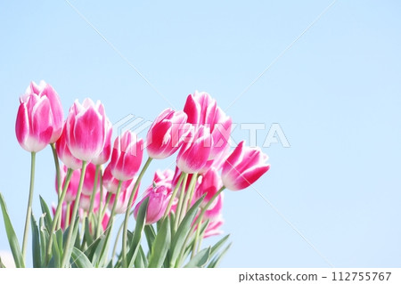 Spring sky and cute tulips 112755767