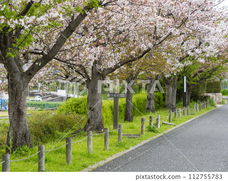 Rows of cherry blossom trees blooming along the embankment along the Ishikawa River 112755783