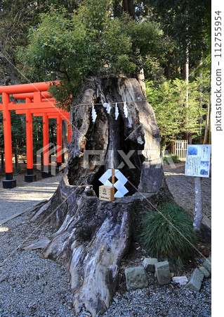 Camphor tree at Tokiwa Shrine 112755954