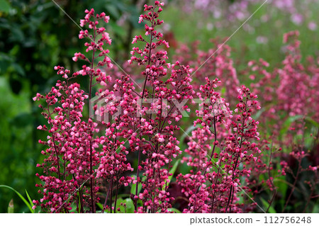 Red flower Red flower 112756248