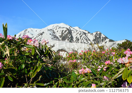 殘雪的越後駒岳和盛開的東杜鵑 112756375
