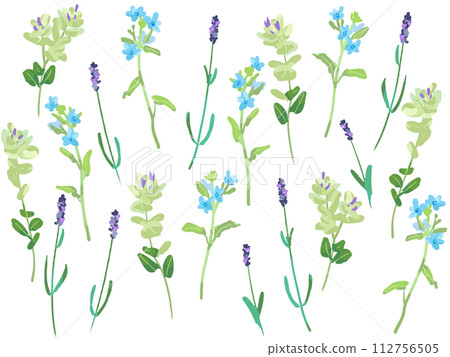 薰衣草牛至藍星 112756505