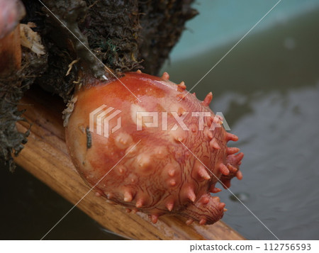 Sea pineapple Hoya (sea pod) Sea pineapple Hoya (sea pod) 112756593