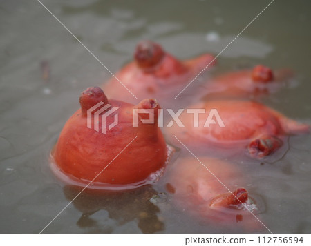 Sea pineapple Hoya (sea pod) 112756594