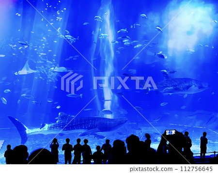 水族館的巨大坦克 水族館的巨大坦克 112756645