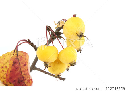 Malus sylvestris, the European crab apple over white Malus sylvestris, the European crab apple over white 112757259