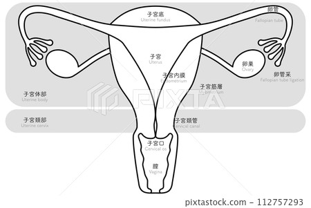 子宮和卵巢的插圖和解剖圖 子宮和卵巢的插圖和解剖圖 112757293