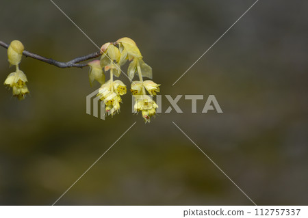 Yellow corylopsis flower 112757337