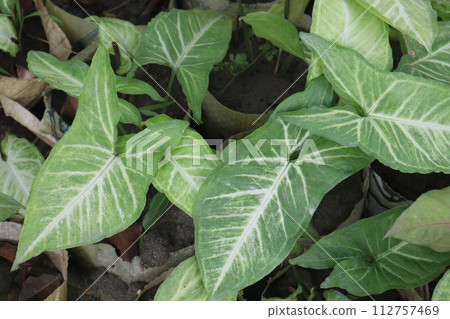 Arrowhead plants on farm for sell 112757469