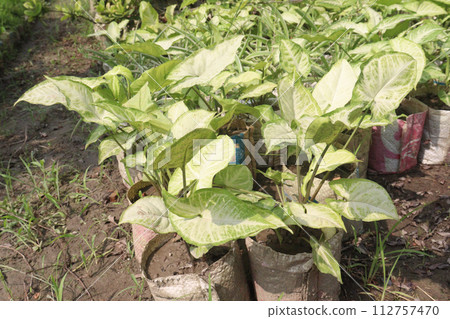 Arrowhead plants on farm for sell 112757470