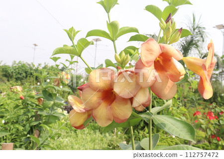 Allamanda blanchetii flower on tree Allamanda blanchetii flower on tree 112757472