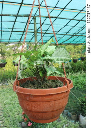 Arrowhead plants on farm for sell 112757487
