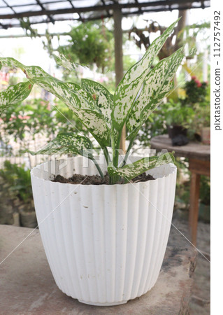 Aglaonema Snow White plant on pot 112757492