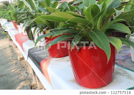 Chlorophytum Mandarin leaf plant on farm 112757518