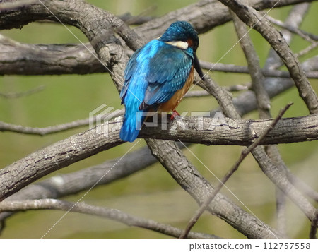 翠鳥的背部棲息在樹枝上 112757558