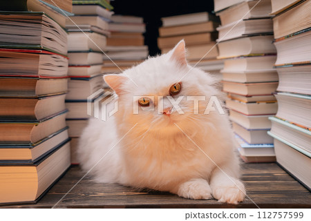 Clever beautiful white cat between books stacks in library. Domestic scientist kitty. Student pets Clever beautiful white cat between books stacks in library. Domestic scientist kitty. Student pets 112757599