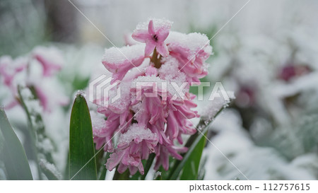 Pink hyacinth in garden under last early spring snow. Cold temperature, frost 112757615