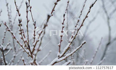 Apple tree blossom in garden under last early spring snow.Cold temperature,frost Apple tree blossom in garden under last early spring snow.Cold temperature,frost 112757617