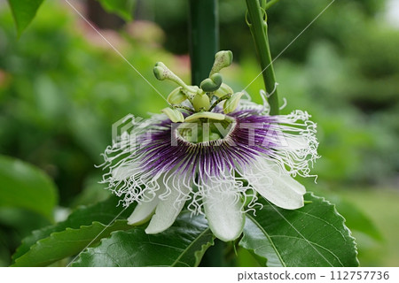 百香果花 20230902 百香果花 20230902 112757736