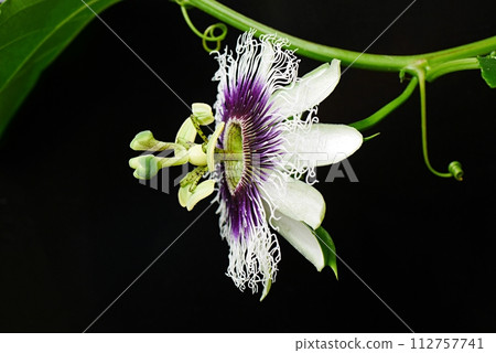 百香果花 20230904 112757741