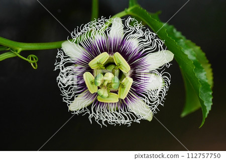 passion fruit flower 20230908 passion fruit flower 20230908 112757750
