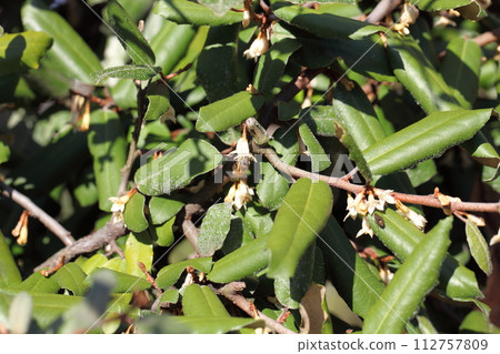 Hoverfly and gummy flowers Hoverfly and gummy flowers 112757809