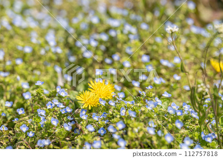 Dandelion and giant dogfish Dandelion and giant dogfish 112757818