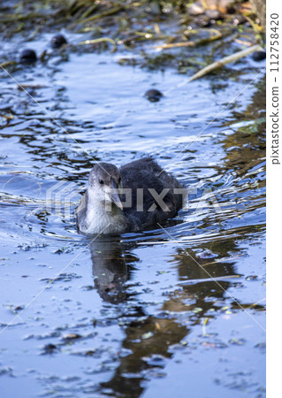 Juvenile Coot Floating in Calm Waters Juvenile Coot Floating in Calm Waters 112758420