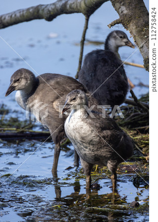 Eurasian Coot Juveniles Exploring a Lakeside Habitat 112758424
