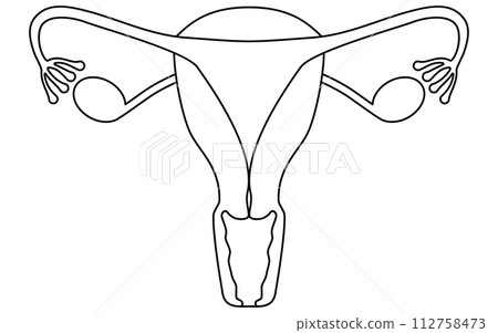 子宮和卵巢的插圖和解剖圖 112758473