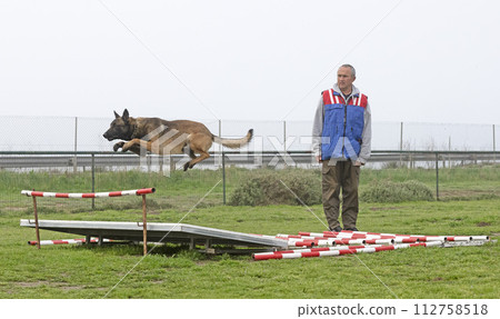 training of belgian shepherd 112758518
