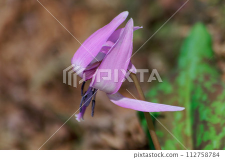 Flowers of Liliaceae, a plant that decorates deciduous forests in early spring. Flowers of Liliaceae, a plant that decorates deciduous forests in early spring. 112758784