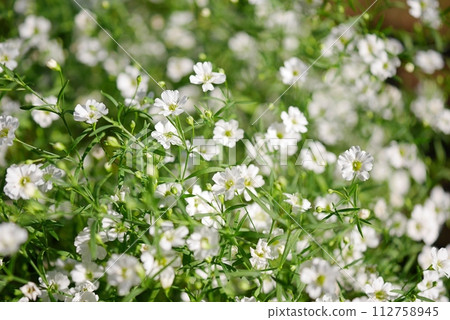 Gyssum grass 20231102 112758945