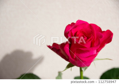 紅玫瑰 紅玫瑰 112758947