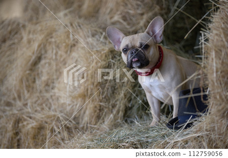 Charming bulldog dog relaxing in the hayloft standing amongst lots of dry hay and looking at the camera. 112759056