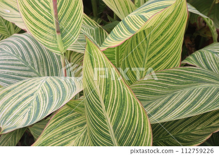 canna tropicanna plant on farm 112759226
